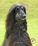 Afghan Hound 9R071D-030